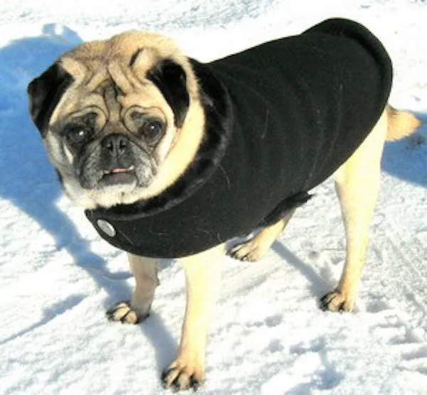 Fleece Jacket: Black Minky